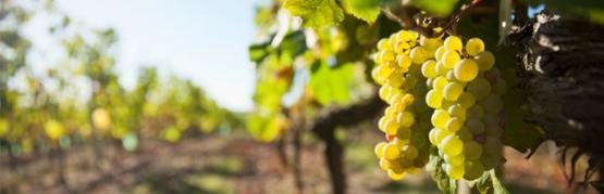 Beaujolais whites