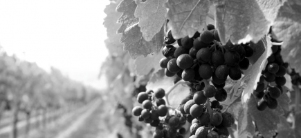 Vignerons des Terres Secrètes